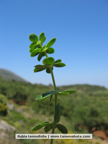 Rubia tennuifolia.JPG