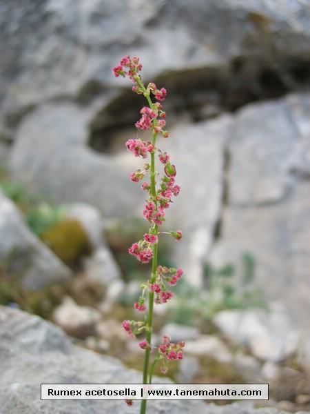 Rumex acetosella.JPG