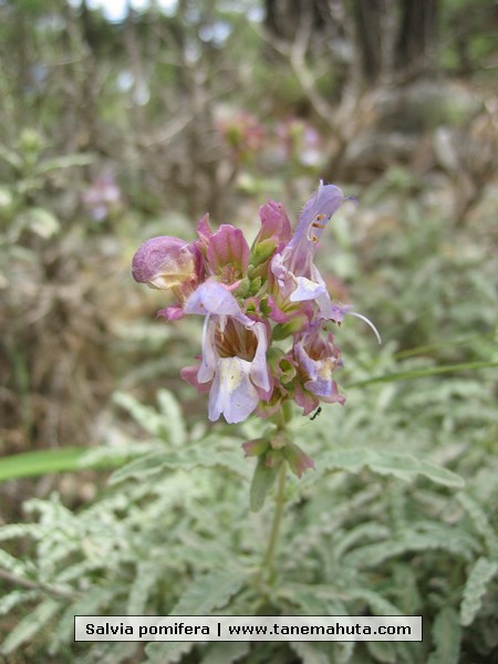 Salvia pomifera.JPG