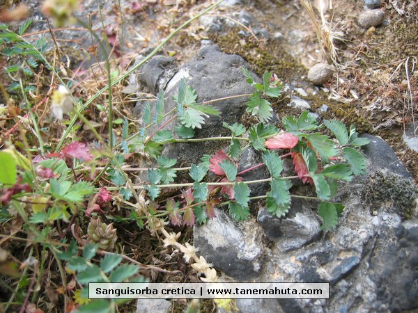 Sanguisorba cretica.JPG