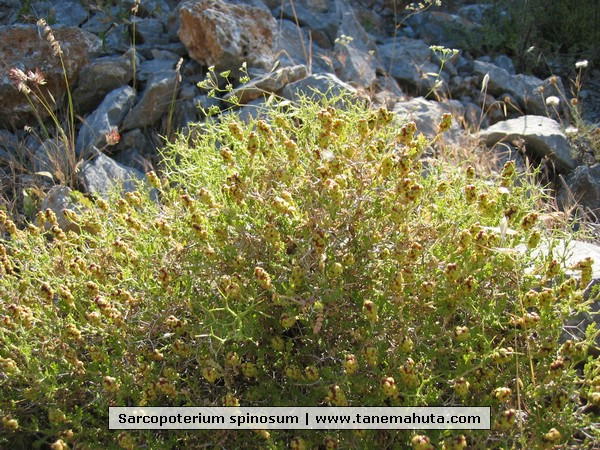 Sarcopoterium spinosum.JPG