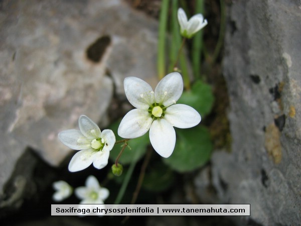 Saxifraga chrysosplenifolia.jpg