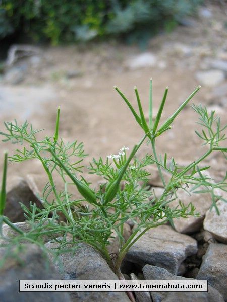 Scandix pecten-veneris.JPG