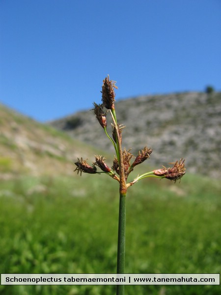 Schoenoplectus tabernaemontani.JPG