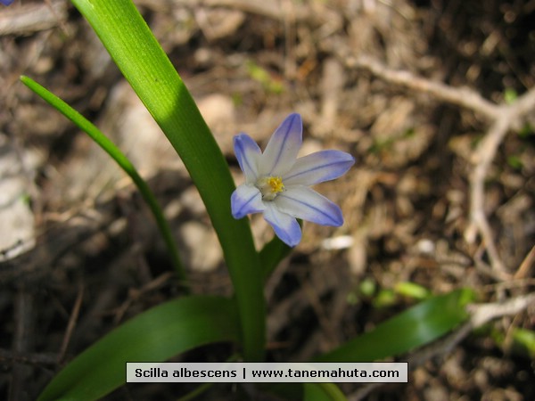 Scilla albescens.JPG