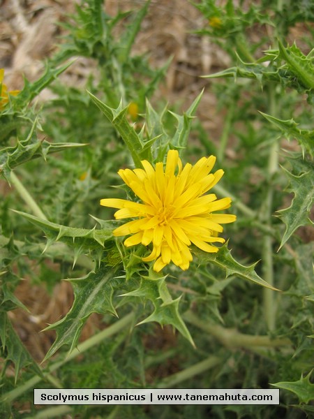 Scolymus hispanicus.JPG