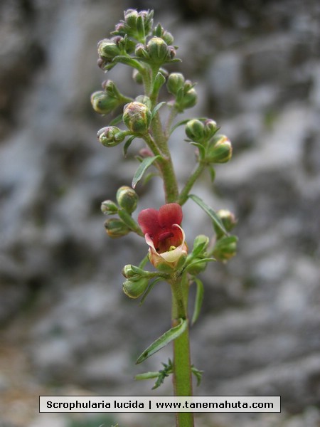 Scrophularia lucida.JPG