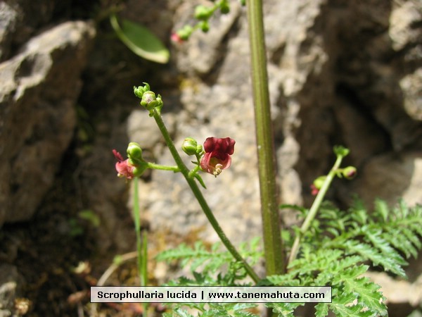 Scrophullaria lucida.JPG