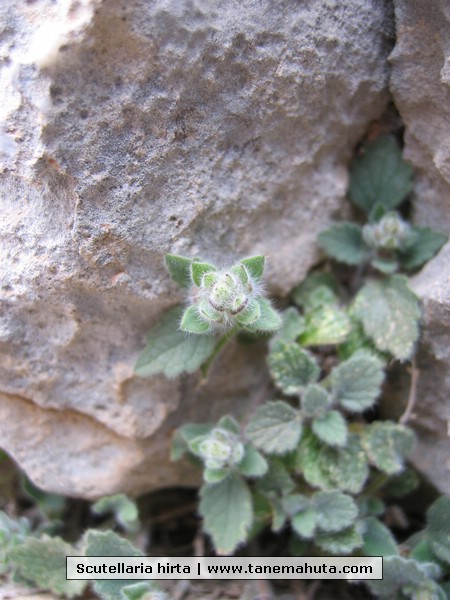 Scutellaria hirta.JPG