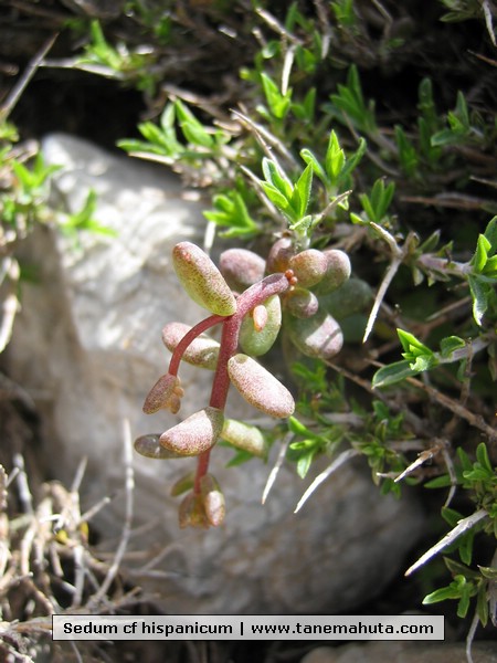 Sedum cf hispanicum.jpg