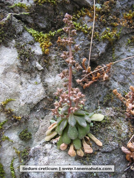 Sedum creticum.JPG