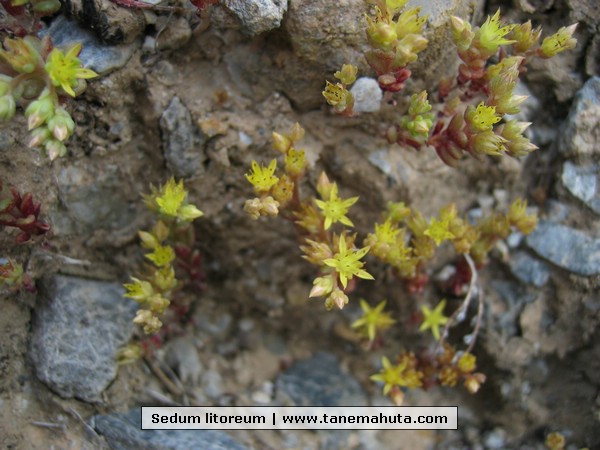 Sedum litoreum.JPG