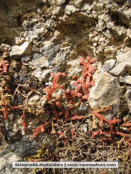 Selaginella denticulata.JPG