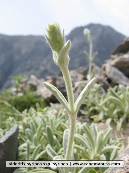 Sideritis syriaca ssp. syriaca.JPG