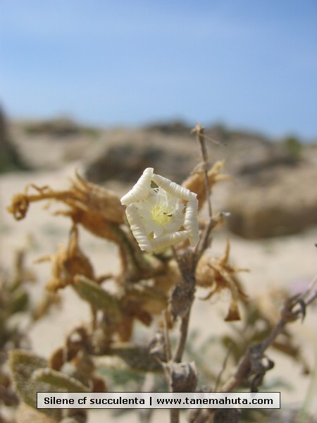 Silene cf succulenta.JPG