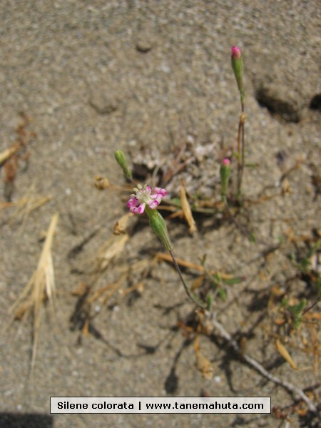 Silene colorata.jpg