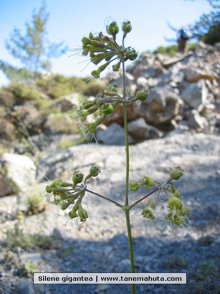 Silene gigantea.JPG