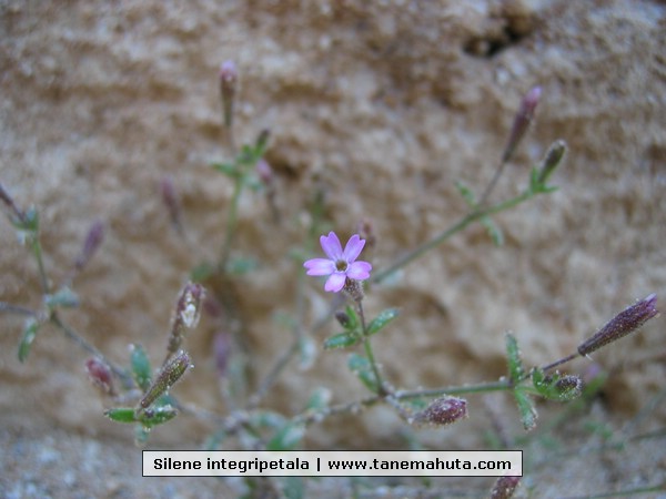 Silene integripetala.JPG