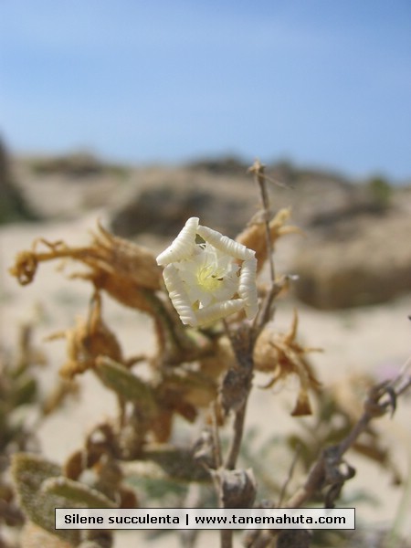 Silene succulenta.JPG