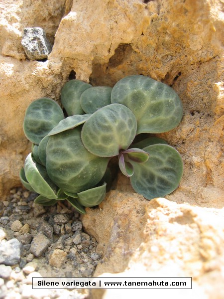 Silene variegata.JPG