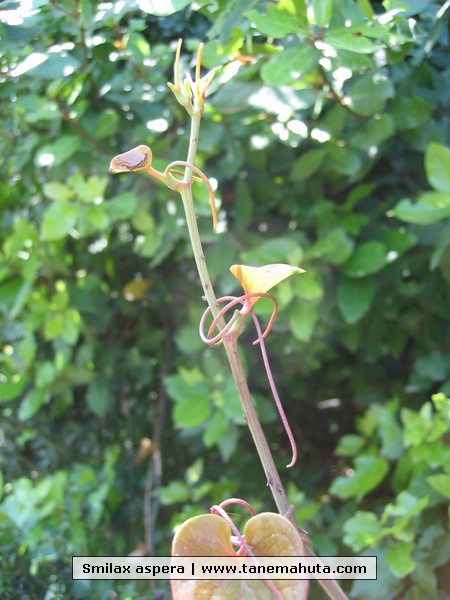 Smilax aspera.JPG