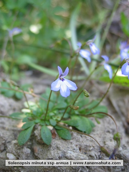 Solenopsis minuta ssp annua.JPG