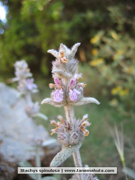 Stachys spinulosa.jpg