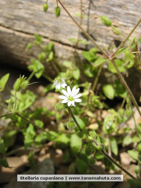 Stellaria cupaniana.JPG