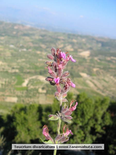 Teucrium divaricatum.JPG