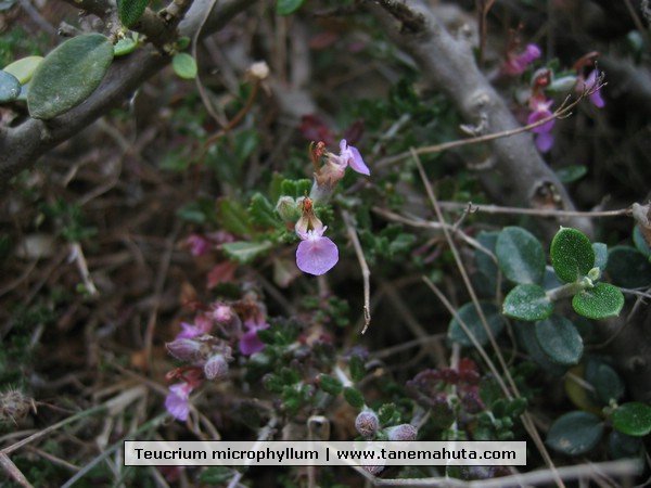 Teucrium microphyllum.JPG