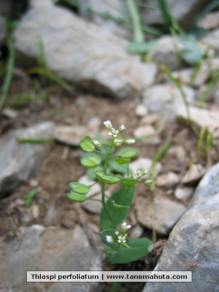 Thlaspi perfoliatum.JPG