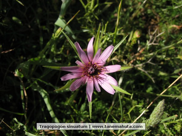 Tragopogon sinuatum.JPG