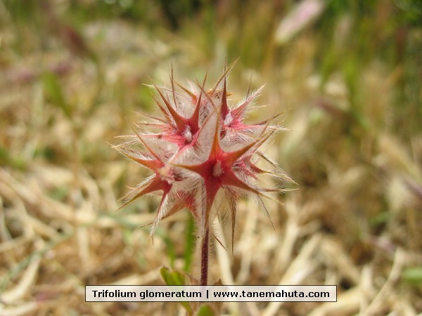 Trifolium glomeratum.JPG