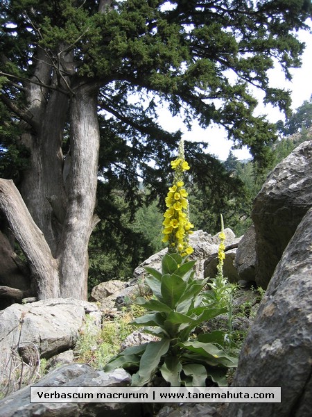 Verbascum macrurum.JPG