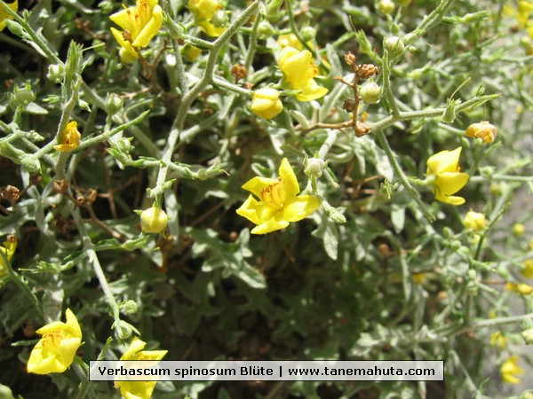 Verbascum spinosum Blte.jpg