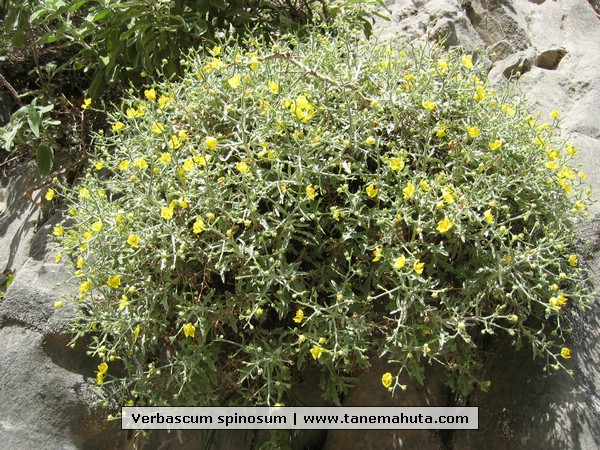 Verbascum spinosum.JPG