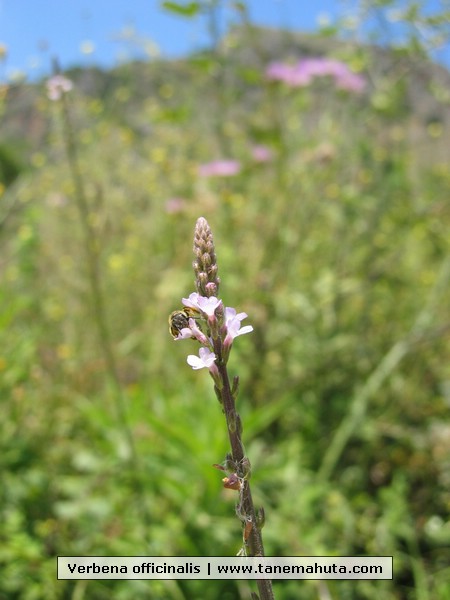 Verbena officinalis.JPG