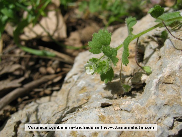 Veronica cymbalaria-trichadena.JPG