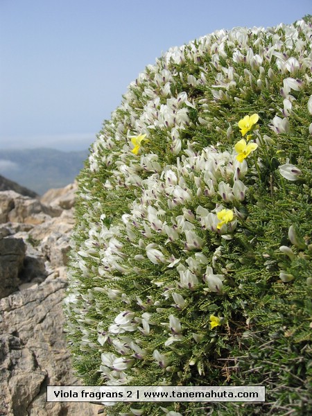 Viola fragrans 2.jpg